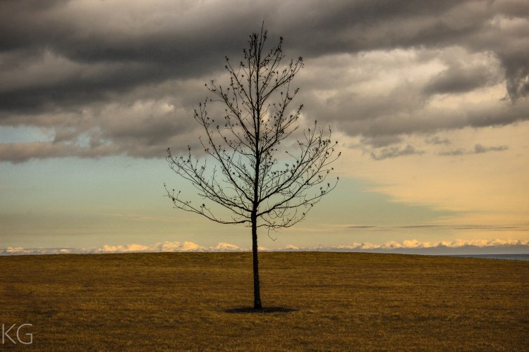 lake-michigan-tree-1-of-1