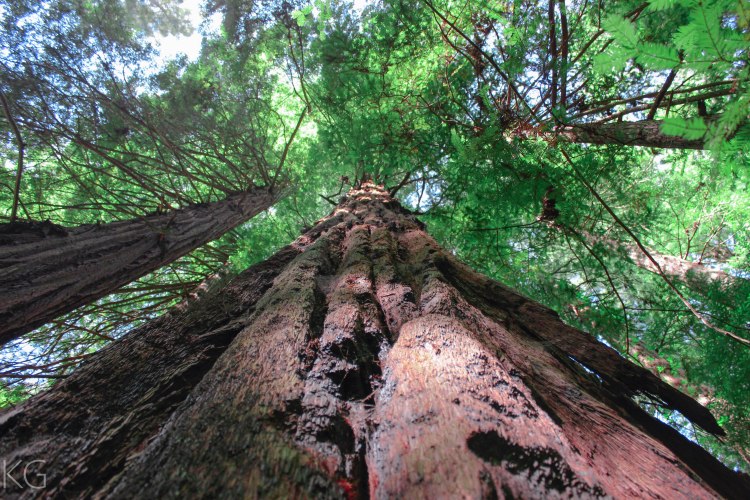 redwood-1-of-1
